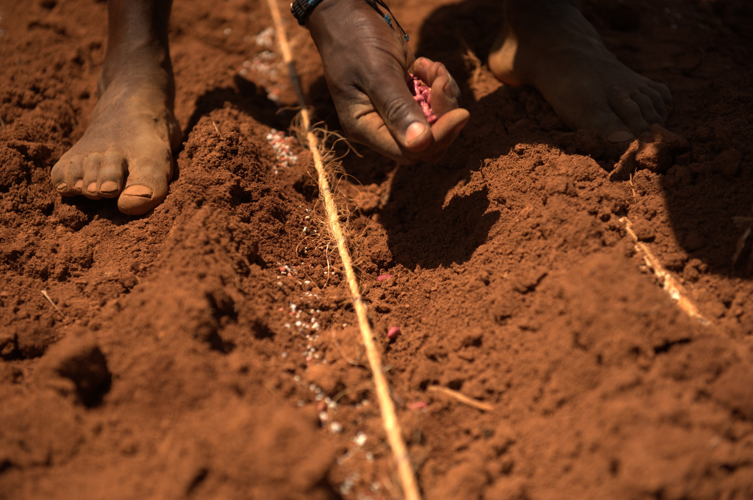 How To Apply Fertilizer At The Right Place